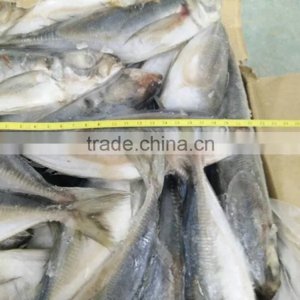 Frozen Fish Horse Mackerel Size 20cm+ Fro Sale photo-3