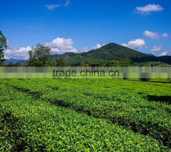High Quality From Teaparis Vietnam Green Tea Super Pekoe photo-4