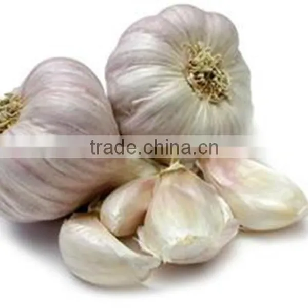 Low Price Buy Chinese Garlic photo-5