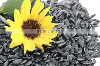 SUNFLOWER CONFECTIONARY SEEDS