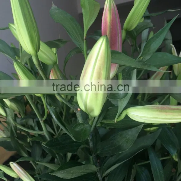 Decoration Lily Flower Fresh Cut Lily Flower Ornamental Flower photo-6