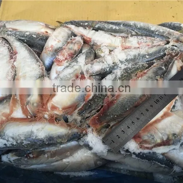 Frozen Pacific Mackerel for Feed Tuna photo-5