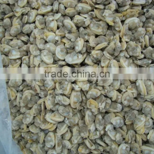 Good Quality Short Necked Clams photo-5
