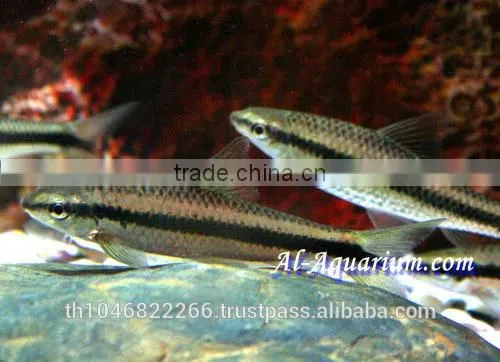 Siamese Algae Eater Fish For Sale / Aquarium Fish Thailand photo-3
