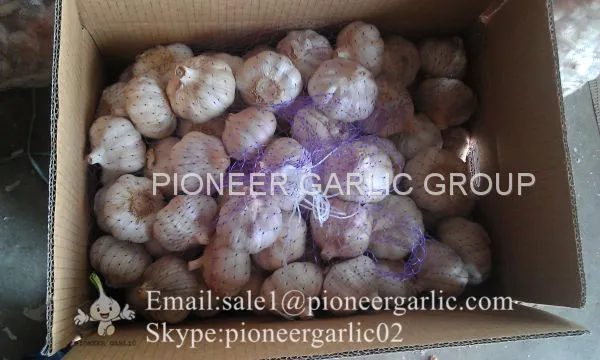 New Crop Natural Fresh Jinxiang Shandong White Garlic photo-3