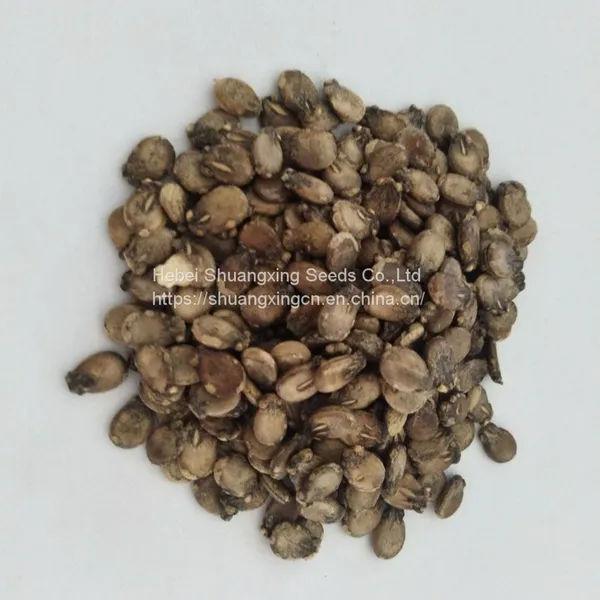 Good Quality f1 Hybrid Yellow Watermelon Seeds for Growing photo-2