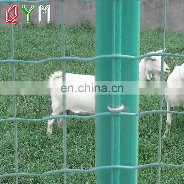 PVC Coated Holland Wire Mesh Roll Welded Euro Fence photo-5
