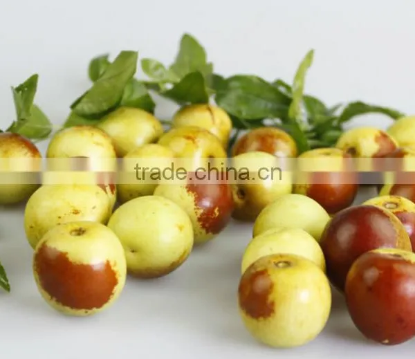 Automatic Brush Date Cleaning Machine|Ginger Washer and Cleaner Machine photo-6