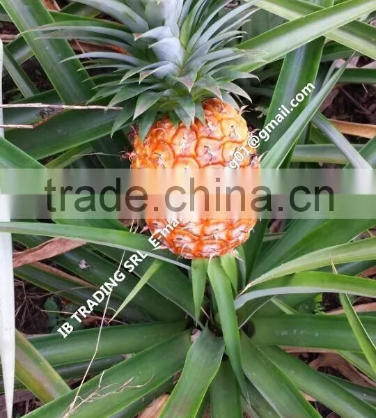 Fresh Pineapples photo-3
