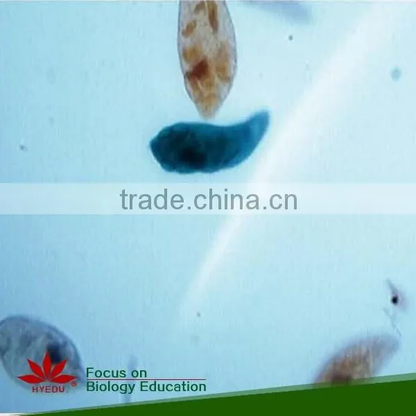 Zoology Protozoa Individual Prepared Slides photo-3