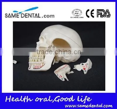 Dental Ten Section Skull Model DEA-40 photo-5