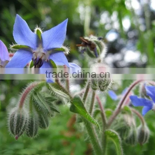 NSFessential Borage Oil photo-3