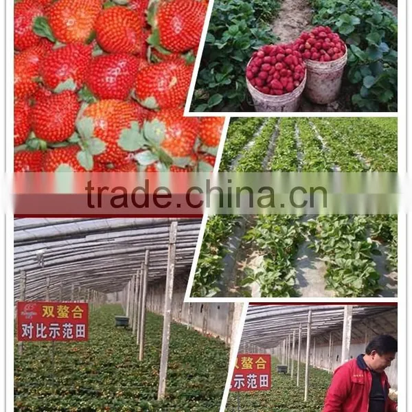 Organic Fulvic Acid 40% Instant Soluble Fertilizer +TE photo-6