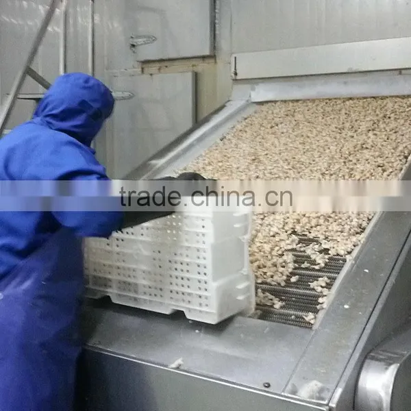 Fresh Frozen Short Necked Clam Shell-On photo-3
