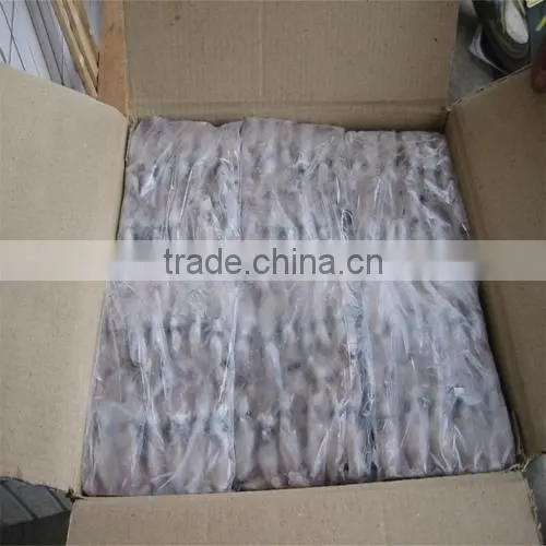 Frozen Baby Loligo Squid photo-6