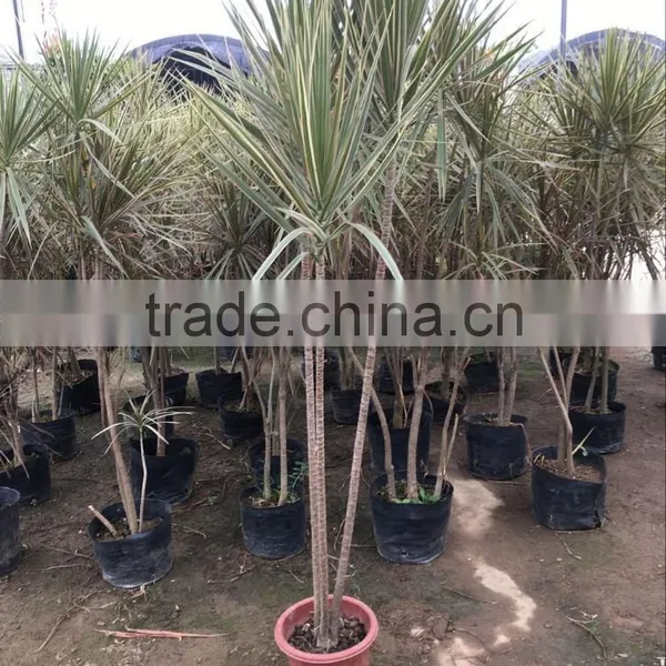 Dracaena Marginata (Madagascar Dragon Tree, Red Edge Dracaena) photo-4
