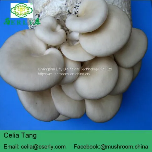 Dried Oyster Mushroom