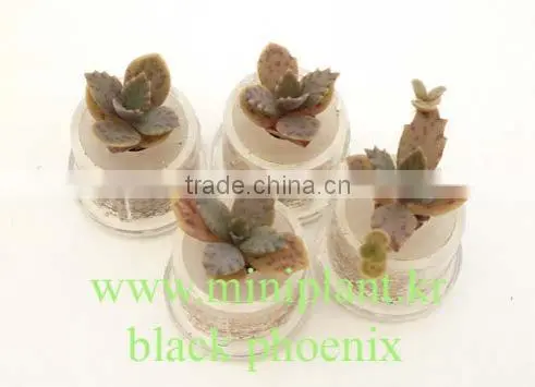 Pet Plant, Mini Plant, Miniplant photo-3