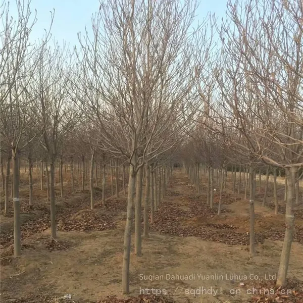 Prices of 8 - Centimeter, 10 - Centimeter and 12 - Centimeter Magnolia Liliflora in 2021 photo-3