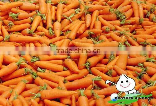 Fresh Carrot in Fresh Carrots,Organic Carrots photo-5