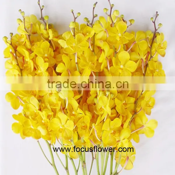 Ornamental Plants Fresh Cut Dendrobium Orchid From Kunming photo-4