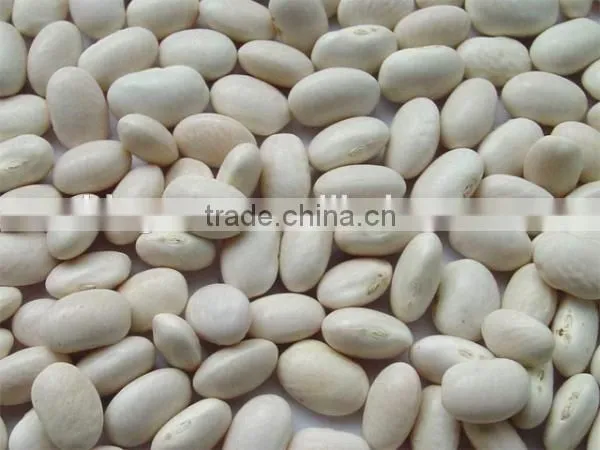 Chinese Medium White Kidney Beans for Sale Quality Choice photo-3