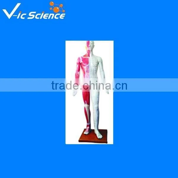Human Acupuncture Model 100% Factory