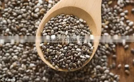 SALVIA HISPANICA SEED photo-4