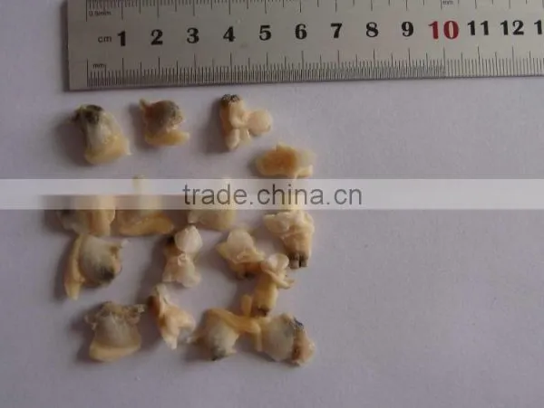 Frozen Chopped Short Neck Clam Meat With Stomach Removed photo-5