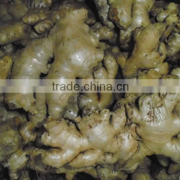 Viet Nam Ginger High Quality photo-2