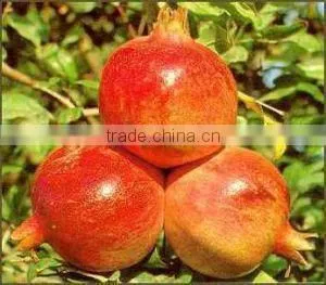 4.5 kg Carton Box Packing of Fresh Pomegranates From Egypt photo-2