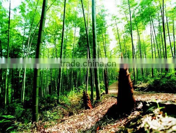 2016New Crop High Purity Moso Bamboo Seeds For Planting photo-4