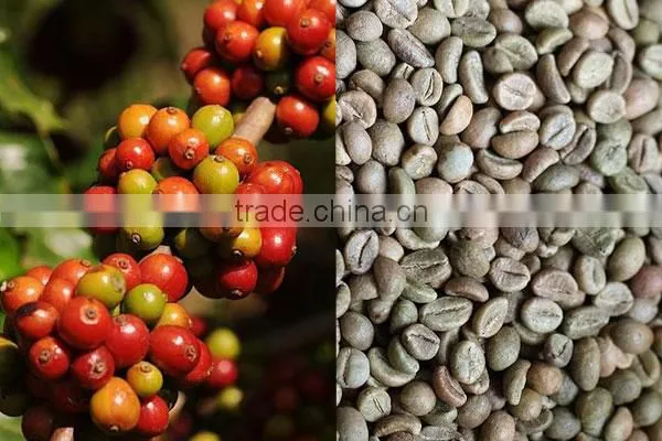 WET POLISHED ROBUSTA GREEN COFFEE BEANS GRADE 1 SCREEN 18 photo-3