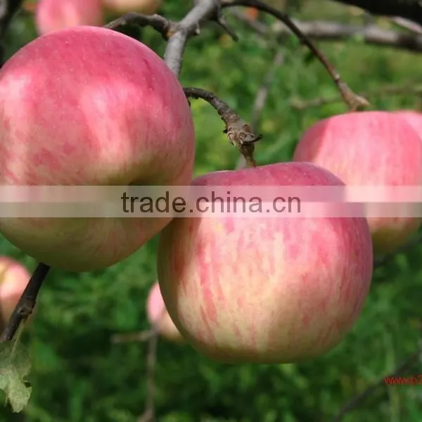 Apple Polyphenols / Phloretin / Phloridzin / Apple Extract photo-3