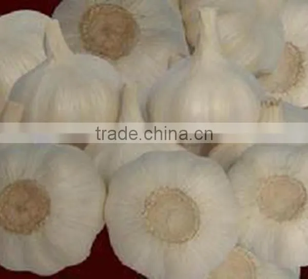 Pack in Mesh Bag or Carton Garlic photo-5
