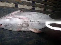 Thunnus Albacares photo-3