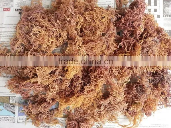 Eucheuma Spinosum photo-3