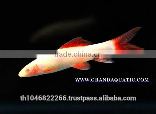 Rainbow Shark Albino / Ornamental Fish Exporter photo-3