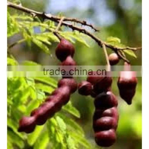 Shikakai Oil photo-5