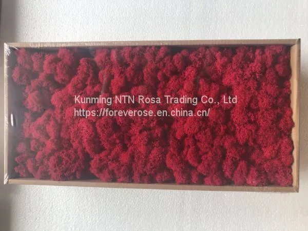 China Most Popuplar Everlasting Moss: The Key to Plant Walls