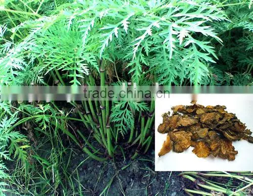 Factory Wholesale Ligusticum Chuanxiong Rhizome Oil 99% photo-3