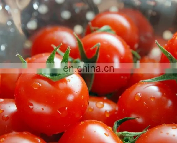 Factory Price Tomato Paste Processing Machine Ketchup Production Line Tomato Processing photo-4