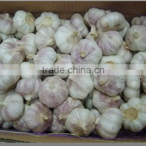 Normal white garlic
