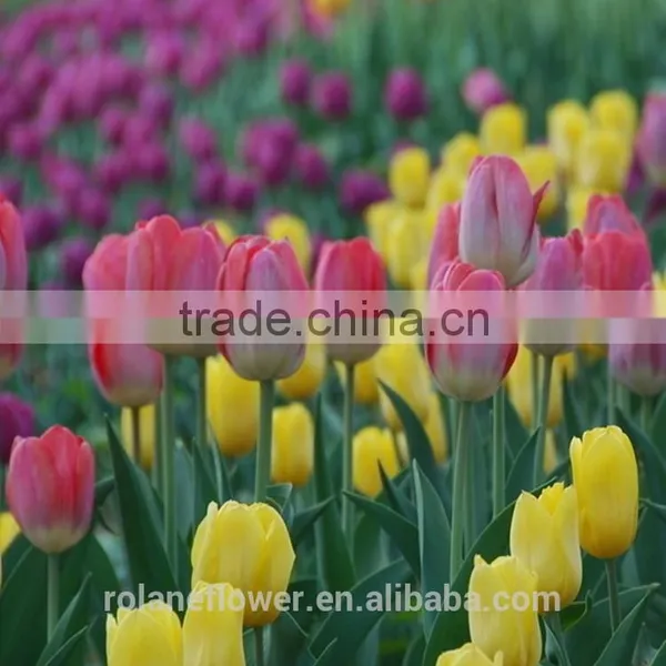Best Selling Beautiful Fresh Cut Yellow Tulip Bulbs Flower for Exporting photo-4
