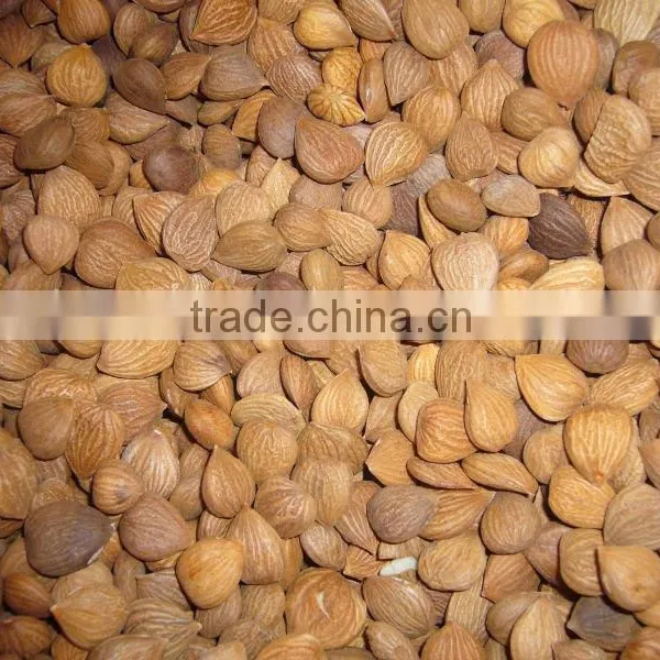 Chinese Bitter Bulk Apricot Kernels With Good Quality photo-2