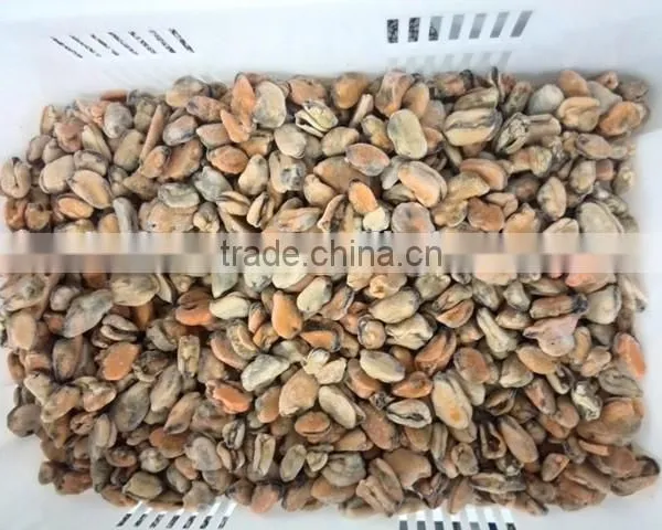 Frozen Blue Mussel Meat photo-2