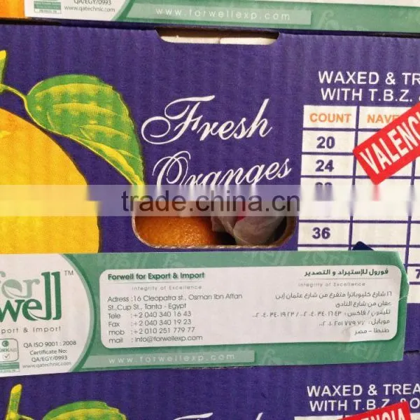 Weight of Navel and Valencia Orange From Egypt in 18 kg Cartons photo-4