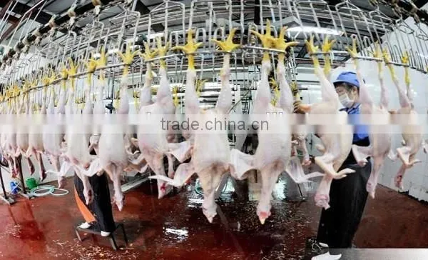 Poultry Slaughterhouse Equipment /abattoir Equipment in China photo-3