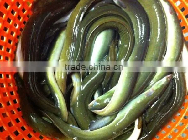 Live Eel (anguilla Rostrata) photo-3