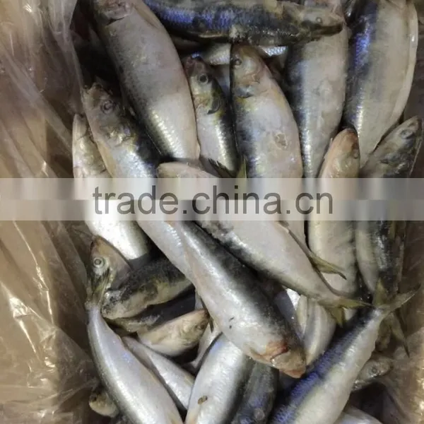 Sardine photo-4
